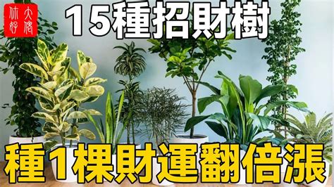 招財樹種類|招財樹有哪些？命理專家盤點8種好照顧又能帶來好風水的植物